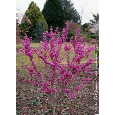 CERCIS chinensis AVONDALE