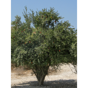 GRENADIER à fruits MALISI