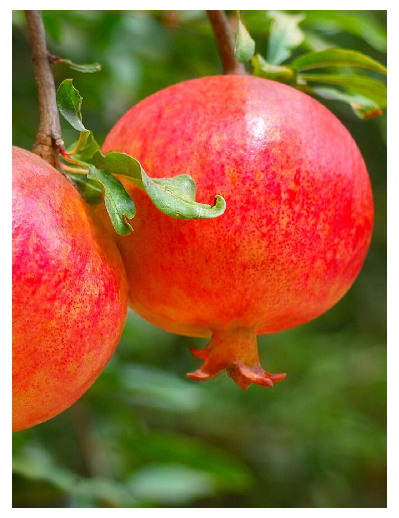 GRENADIER à fruits MALISI