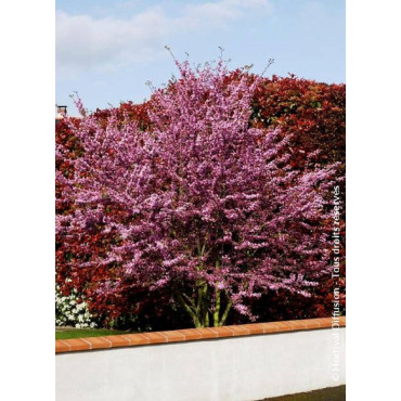 CERCIS siliquastrum