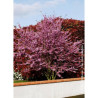 CERCIS siliquastrum