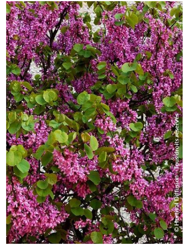 CERCIS siliquastrum