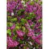 CERCIS siliquastrum