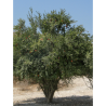 GRENADIER à fruits MOLLAR DE ELCHE