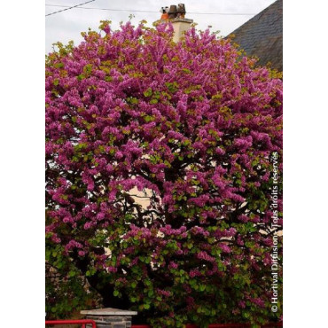 CERCIS siliquastrum