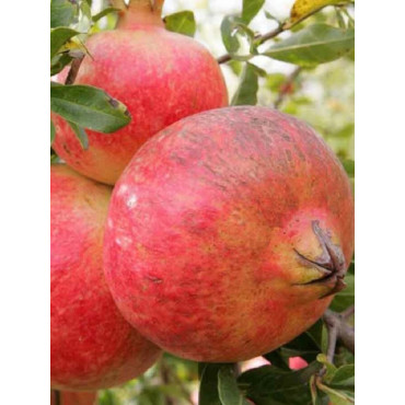 GRENADIER à fruits MOLLAR DE ELCHE