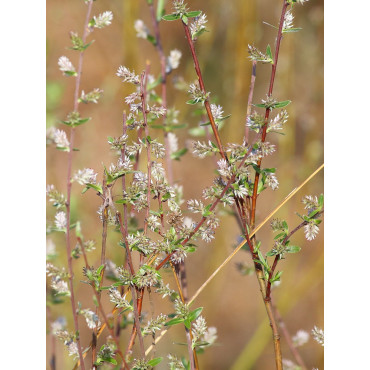 SALIX rosmarinifolia