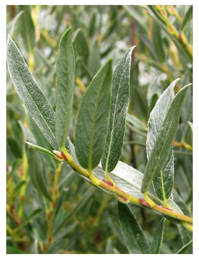 SALIX rosmarinifolia