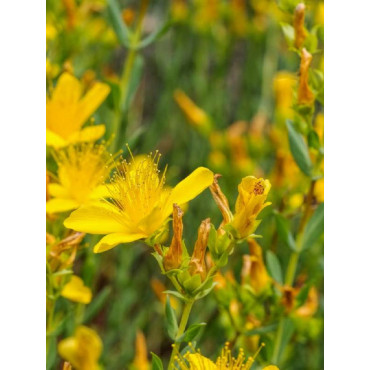 HYPERICUM inodorum ELSTEAD