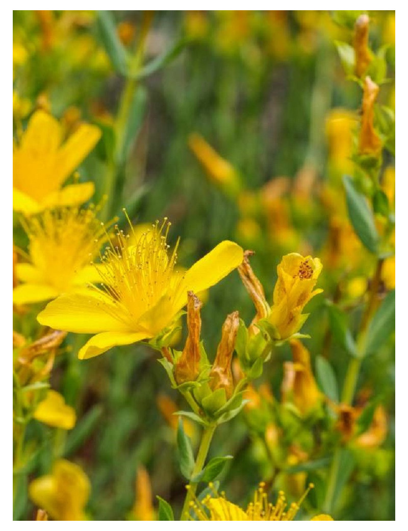 HYPERICUM inodorum ELSTEAD