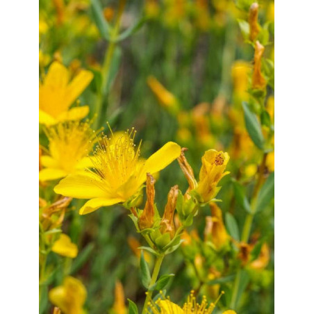 HYPERICUM inodorum ELSTEAD