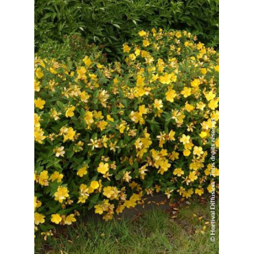 HYPERICUM hidcoteense HIDCOTE