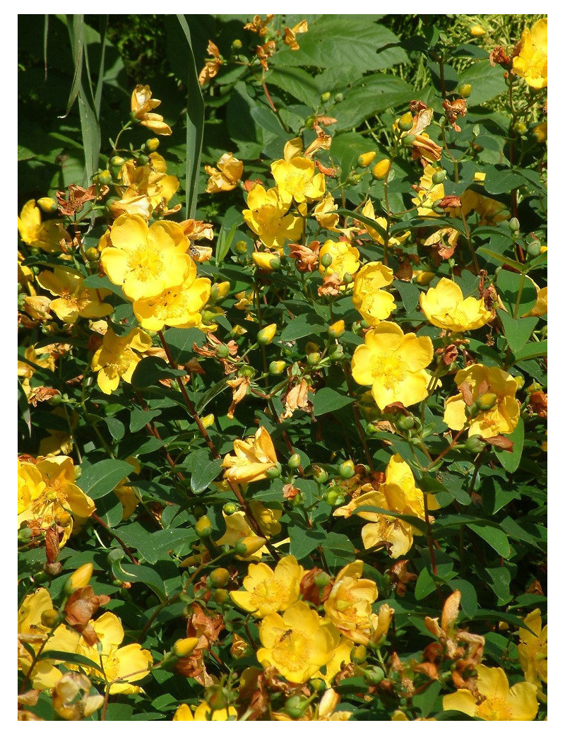 HYPERICUM hidcoteense HIDCOTE