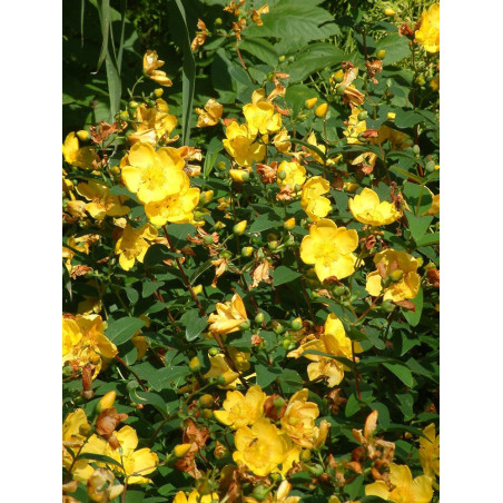 HYPERICUM hidcoteense HIDCOTE