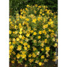 HYPERICUM hidcoteense HIDCOTE