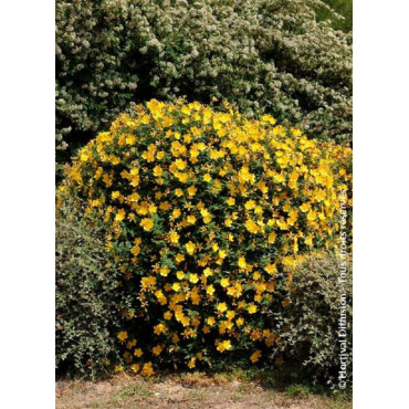 HYPERICUM hidcoteense HIDCOTE