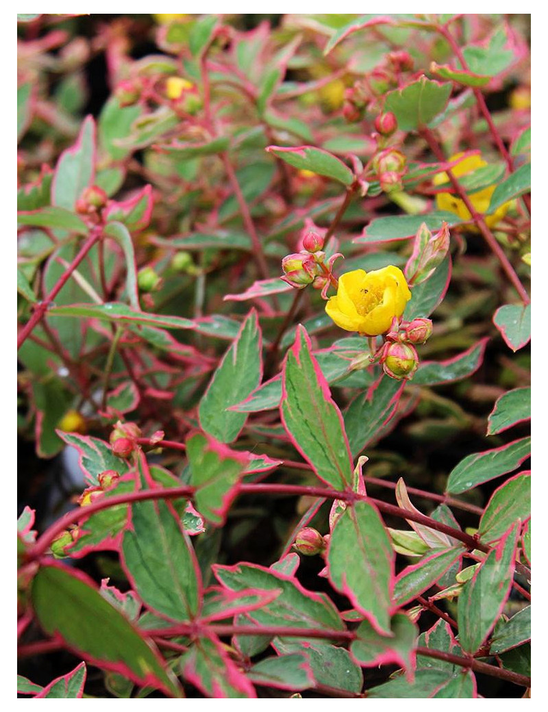 HYPERICUM moserianum TRICOLOR