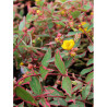 HYPERICUM moserianum TRICOLOR