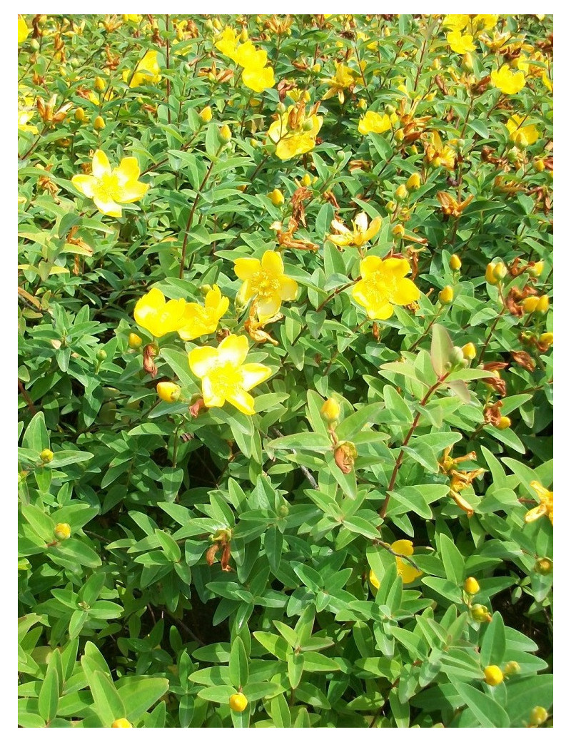 HYPERICUM moserianum