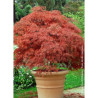 ACER palmatum DISSECTUM GARNET