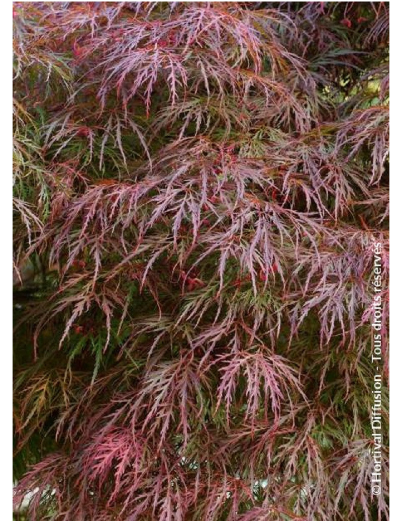 ACER palmatum DISSECTUM GARNET