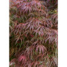 ACER palmatum DISSECTUM GARNET