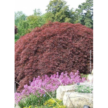 ACER palmatum DISSECTUM GARNET