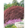 ACER palmatum DISSECTUM GARNET