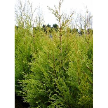 CUPRESSOCYPARIS leylandii EXCALIBUR GOLD