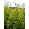 CUPRESSOCYPARIS leylandii EXCALIBUR GOLD