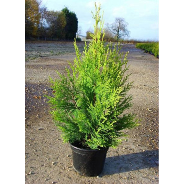 CUPRESSOCYPARIS leylandii EXCALIBUR GOLD