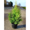 CUPRESSOCYPARIS leylandii EXCALIBUR GOLD