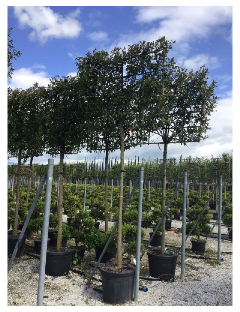 LIGUSTRUM japonicum