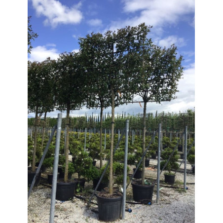 LIGUSTRUM japonicum