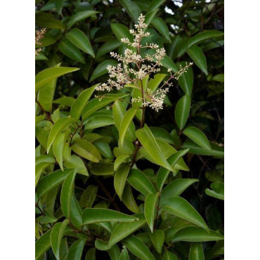 LIGUSTRUM japonicum