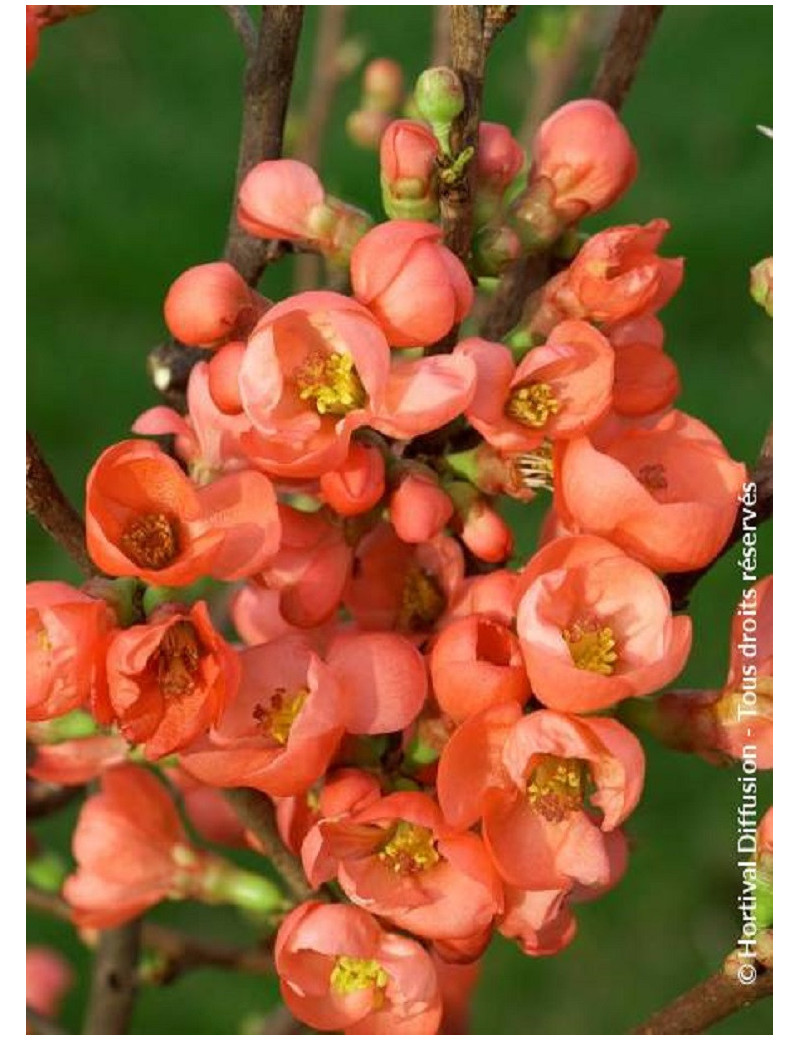 CHAENOMELES speciosa FRIESDORFER