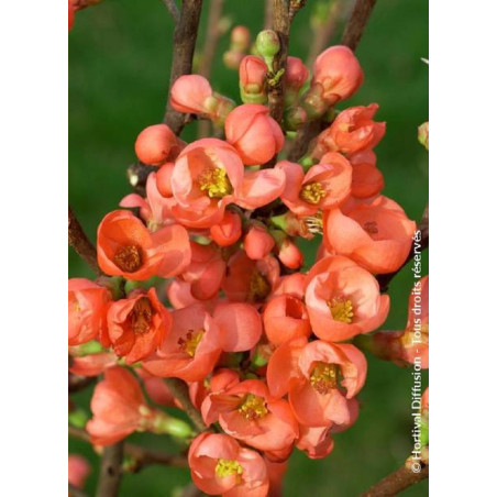 CHAENOMELES speciosa FRIESDORFER