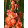 CHAENOMELES speciosa FRIESDORFER