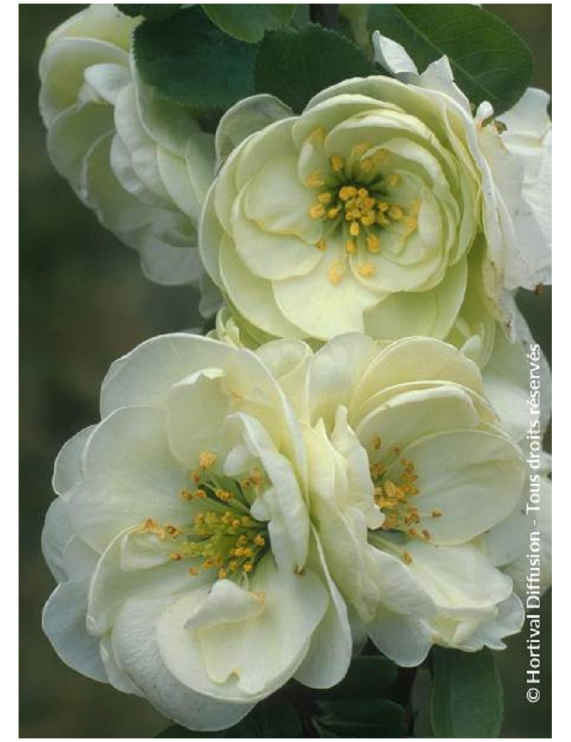 CHAENOMELES speciosa KINSHIDEN