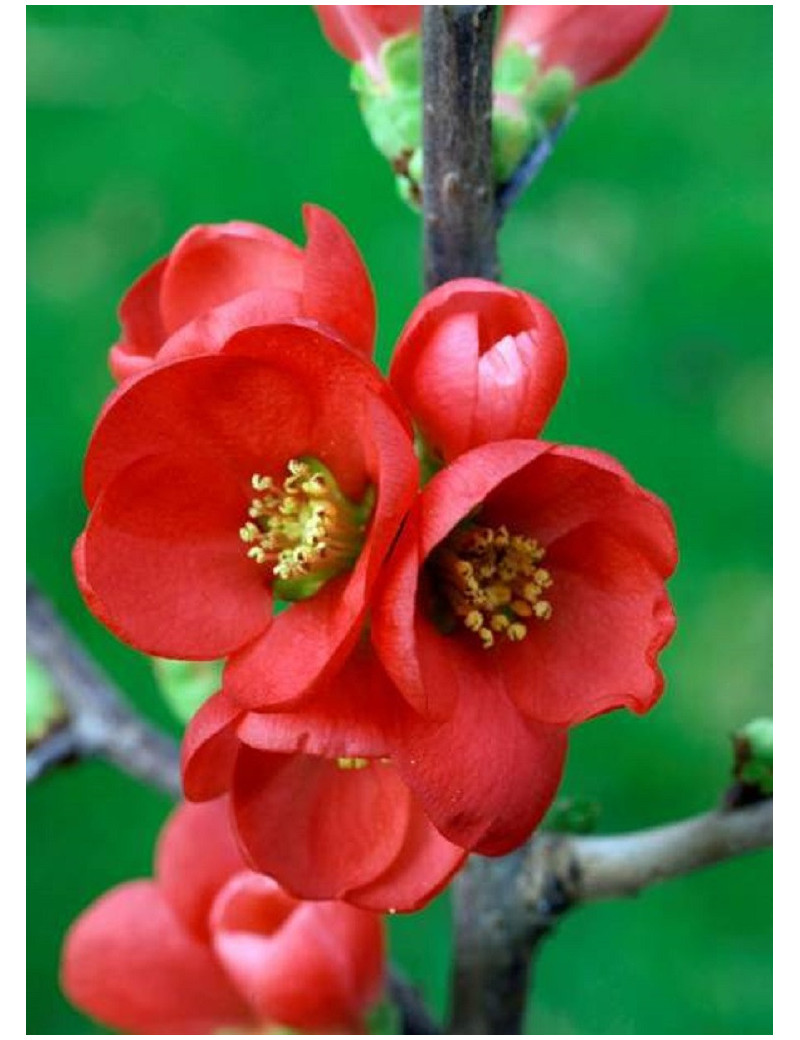 CHAENOMELES speciosa RUBRA