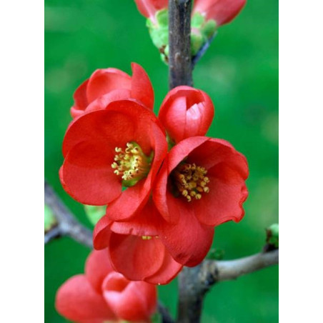 CHAENOMELES speciosa RUBRA