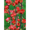 CHAENOMELES speciosa RUBRA