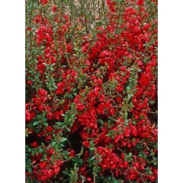 CHAENOMELES speciosa RUBRA