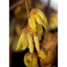 CHIMONANTHUS praecox