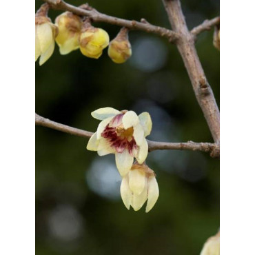 CHIMONANTHUS praecox