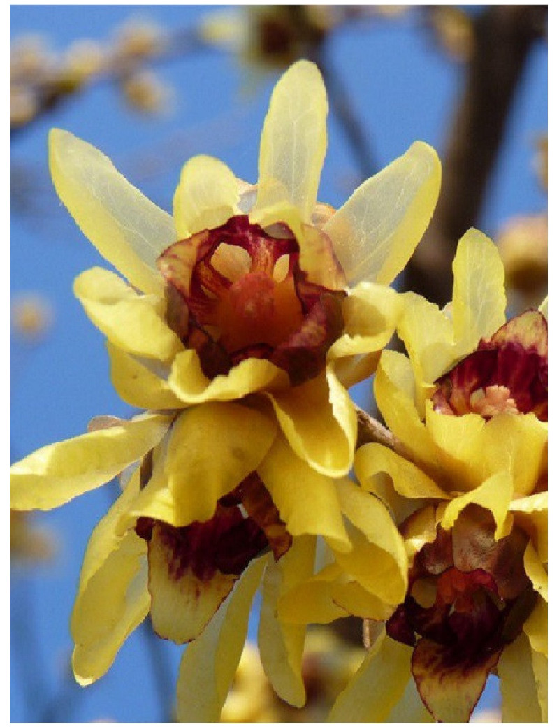 CHIMONANTHUS praecox