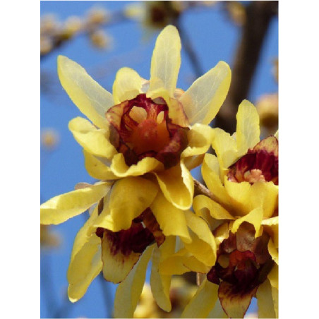 CHIMONANTHUS praecox