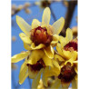 CHIMONANTHUS praecox