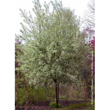 PRUNUS padus LE THOUREIL