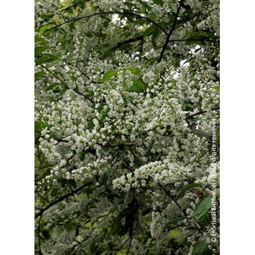 PRUNUS padus LE THOUREIL